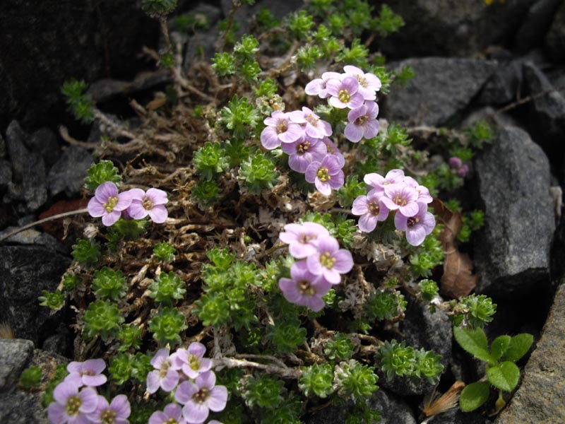 Petrocallis pyrenaica en fleurs sur des éboulis calcaires des Pyrénées